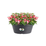 green basics schale 38cm living schwarz